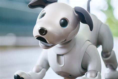robot dog|Sony aibo Companion Robot .